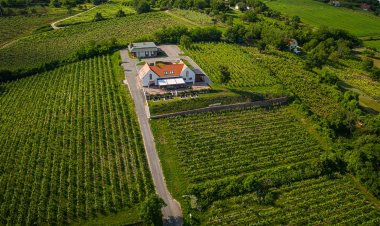 Vitis Kúria Balatonrendes