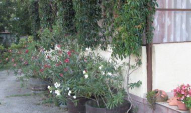 Berni Vendégház Kisharsány