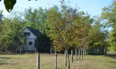 Erdő Szélén Vendégház Kiskunmajsa