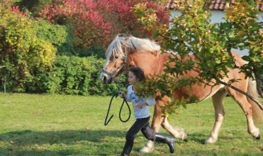 Mecseki Csendidő Vendégházak Bükkösd