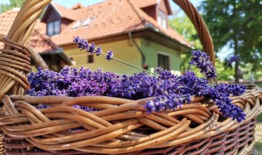 Bodzavirág Vendégház Tiszafüred