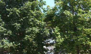 Gesztenyés Vendégház Bükkszék