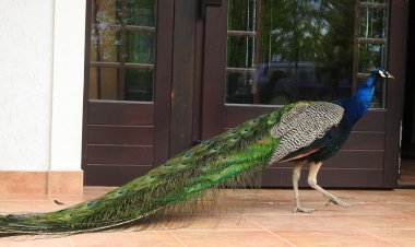 Csanádi Szőlőbirtok Vendégház Császártöltés