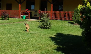 Zöld Pázsit Vendégház Kunszállás