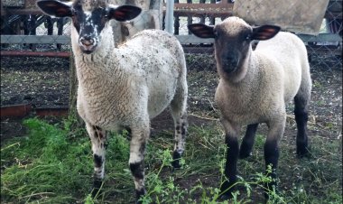 Németh Tanya Vendégház Pusztaszer