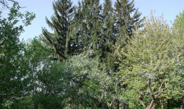 Öreg Fenyő Vendégház Gencsapáti