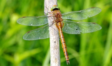 Szitakötő Vendégház Bucsa