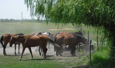Kunsági Major Hotel Kerekegyháza
