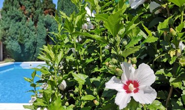 Oázis Thermál Apartman Tiszafüred