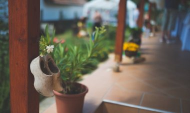 Pitypangosporta Tiszafüred