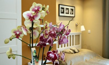 Orchidea Apartman Eger