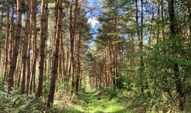 Wood & Wellness Apartmanházak Nikla