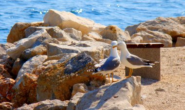 Apartments Ban Dugi Rat Horvátország