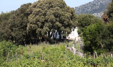 Robinzoni Apartmanok A Tenger Mellett Öböl Blaca, Mljet - 615 Blaca Horvátország