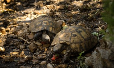 Apartmani Gold Stari Grad Horvátország