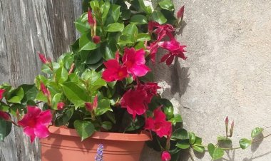 Apartments Suzana Jakisnica Horvátország