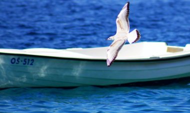 Apartments Danolic 2 Pisak Horvátország