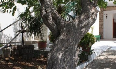 Apartmani Tonci Kali Horvátország