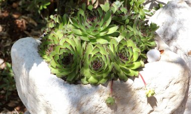 Apartment Anja Seget Vranjica II Horvátország