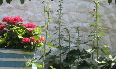 Apartments Siniša Kanica Horvátország