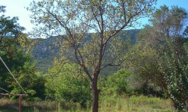 Apartments Anita Nerezine Horvátország
