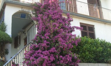 Apartman Ivan Palit Horvátország