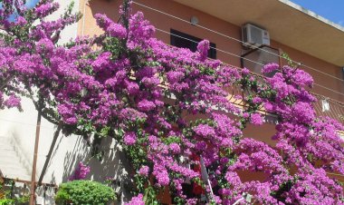 Apartments Katica Makarska Horvátország