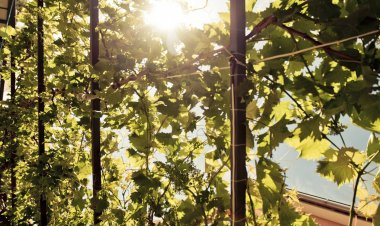 Apartmani Roje Rogoznica Horvátország