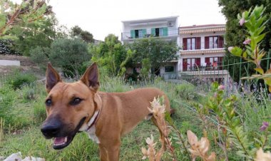 Apartmani Vinko Okrug Gornji Horvátország