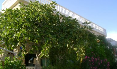 Apartmani Klara Vir Horvátország