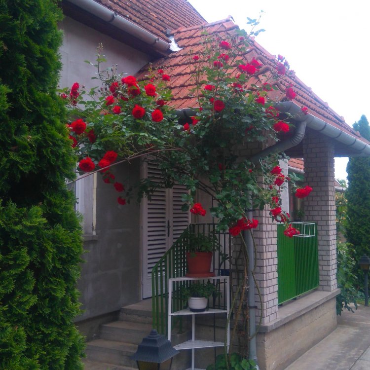 György Rozália Galbácskerti Apartman Gyula