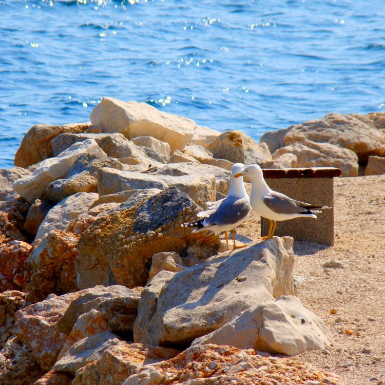 Apartments Ban Dugi Rat Horvátország